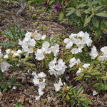 Rhododendron Mist Maiden — photo 2