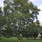 Carya illinoinensis 'Sumner' — photo 1