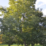 Carya illinoinensis 'Sumner' — photo 2