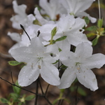 Rhododendron Mucronastum — photo 1