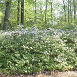 Rhododendron Mucronastum — photo 2