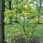 Rhododendron Nancey Waterer — photo 2