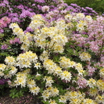 Rhododendron Northern Lights — photo 2