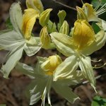 Rhododendron Northern Lights — photo 3