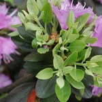 Rhododendron Northern Starburst — photo 1