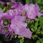 Rhododendron Northern Starburst — photo 2