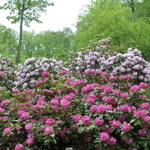 Rhododendron Parkers Pink — photo 2