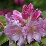 Rhododendron Parkers Pink — photo 3