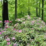 Rhododendron Parkers Pink — photo 4