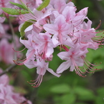 Rhododendron Periclymenoides Sphincter — photo 1