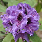 Rhododendron Peter Alan — photo 1