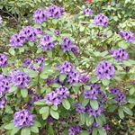 Rhododendron Peter Alan — photo 2