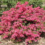 Rhododendron Pink Dawn — photo 2
