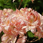Rhododendron Pink Delight — photo 1