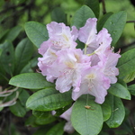 Rhododendron Pioneer Silvery Pink — photo 1