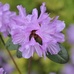 Rhododendron Pjm Victor — photo 1