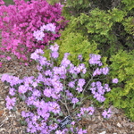 Rhododendron Pjm Victor — photo 2