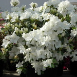 Rhododendron Pleasant White — photo 1