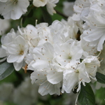 Rhododendron Polar Bear — photo 1