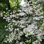 Rhododendron Polar Bear — photo 2