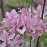 Rhododendron Prino Phyllum Roseshell — photo 1