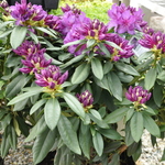 Rhododendron Purple Passion — photo 2