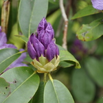 Rhododendron Purpureum Grandiflorum — photo 1