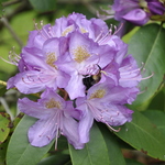 Rhododendron Purpureum Grandiflorum — photo 2