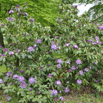 Rhododendron Purpureum Grandiflorum — photo 3