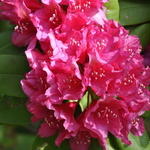 Rhododendron Redder Yet — photo 1