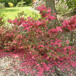 Azalea girard Rose — photo 1
