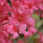 Azalea girard Rose — photo 2