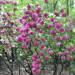 Rhododendron Roseum Superbum — photo 2