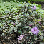 Rhododendron Roslyn — photo 2