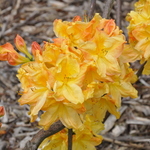 Rhododendron Sandra Marie — photo 1