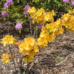 Rhododendron Sandra Marie — photo 2
