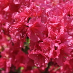 Azalea Saybrook Glory — photo 1