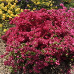 Azalea Saybrook Glory — photo 2