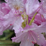 Rhododendron Smirnowii — photo 1
