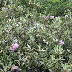 Rhododendron Smirnowii — photo 2
