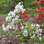 Rhododendron Snow Drift — photo 2