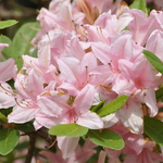 Rhododendron Soir De Paris — photo 1