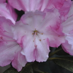 Rhododendron Spring Parade — photo 1