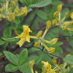Rhododendron Sunny Side Up — photo 1