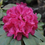 Rhododendron The General — photo 1