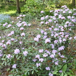 Rhododendron Ticknor Hybrid — photo 2