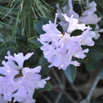Rhododendron Tottenham — photo 1