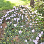 Rhododendron Tottenham — photo 2