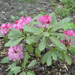 Rhododendron Trinidad — photo 1