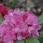 Rhododendron Trinidad — photo 2